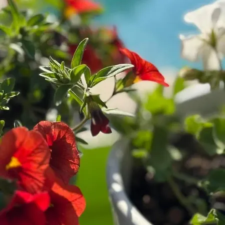 Escapades Oceanes Ile De Re La Rochelle 3* Sainte-Marie-de-Ré