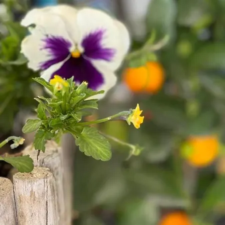 Escapades Oceanes Ile De Re La Rochelle