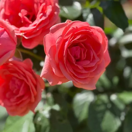 Escapades Oceanes Ile De Re La Rochelle 3*