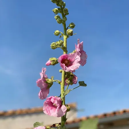 Escapades Oceanes Ile De Re La Rochelle 3*