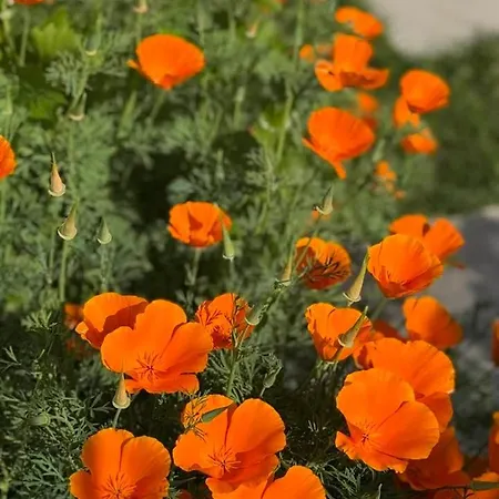 Escapades Océanes Ile De Ré La Rochelle Couette-café Sainte-Marie-de-Ré