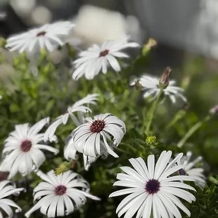 Couette-café Escapades Océanes Ile De Ré La Rochelle
