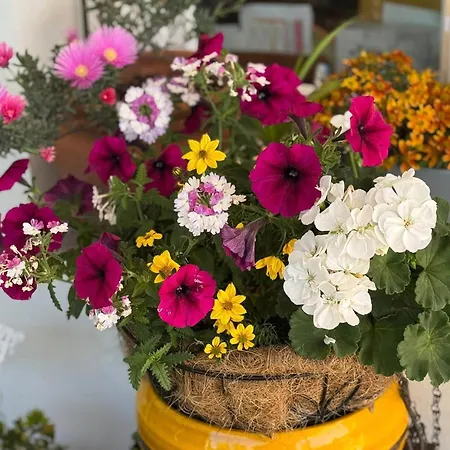 Escapades Océanes Ile De Ré La Rochelle