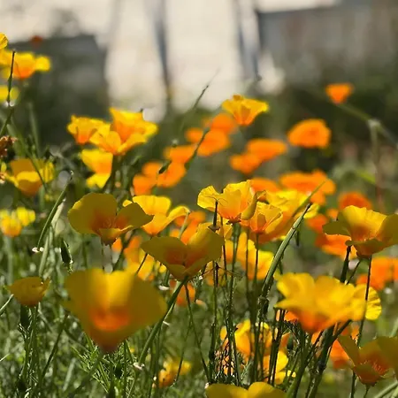 Couette-café Escapades Océanes Ile De Ré La Rochelle 3*