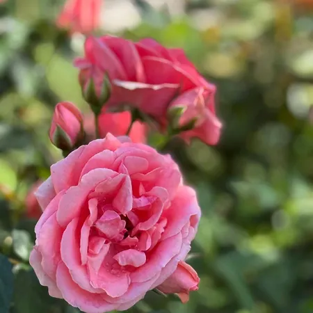 Escapades Océanes Ile De Ré La Rochelle 3* Sainte-Marie-de-Ré