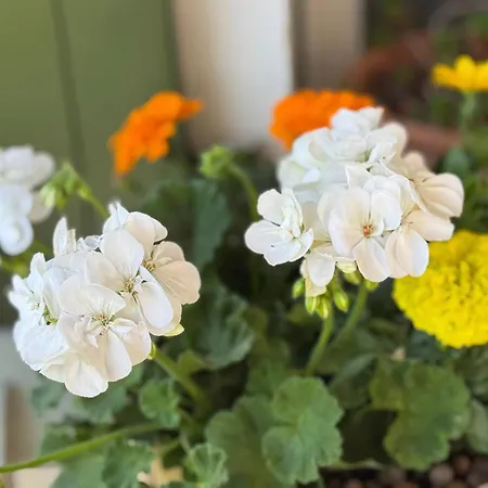 Couette-café Escapades Océanes Ile De Ré La Rochelle